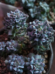 Крупный план декоративных суккулентов эхеверии в горшке дома - raregarden