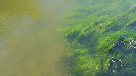 Речные водоросли в потоке в прозрачной воде - Zalirina