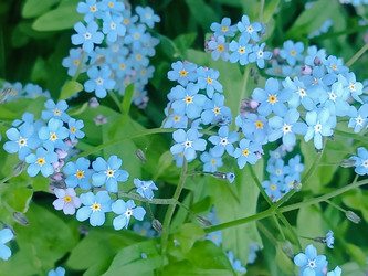 Голубые незабудки (Myosotis) с желтыми серединками крупным планом - Mihail_direct