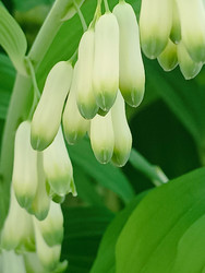 Белые свисающие колокольчатые цветы купены (Polygonatum) крупным планом - Mihail_direct