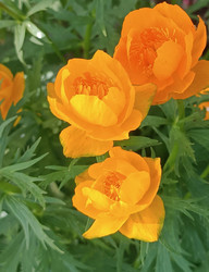 Оранжевая купальница (Trollius) — три шаровидных цветка крупным планом - Mihail_direct
