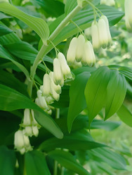 Купена (Polygonatum) с белыми свисающими колокольчатыми цветами - Mihail_direct
