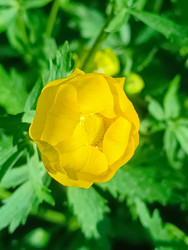 Желтая купальница (Trollius) — шаровидный цветок крупным планом - Mihail_direct