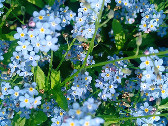 Голубые незабудки (Myosotis) с желтыми серединками крупным планом - Mihail_direct