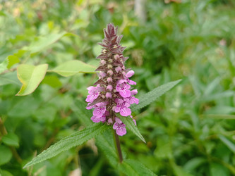 Чистец болотный (Stachys palustris) с розовым колосовидным соцветием - Mihail_direct
