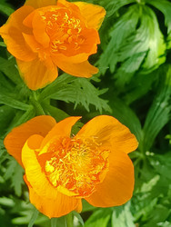 Оранжевая купальница (Trollius) — крупные цветы с желтыми тычинками - Mihail_direct