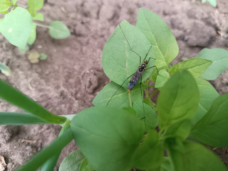 Комар-долгоножка (Tipulidae) на зеленых листьях растения - Mihail_direct