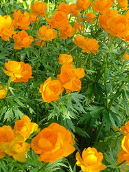 Оранжевая купальница (Trollius) с шаровидными цветами и рассеченными листьями - Mihail_direct