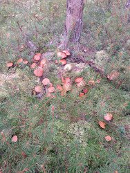 Козляки (Suillus bovinus) в сосновом болоте среди мха и молодых сосен - Mihail_direct