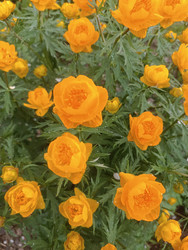Оранжевая купальница (Trollius) с шаровидными цветами и рассеченными листьями - Mihail_direct