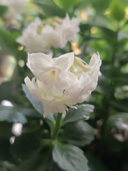 Белая гардения жасминовидная (Gardenia jasminoides) с махровыми цветами - Mihail_direct