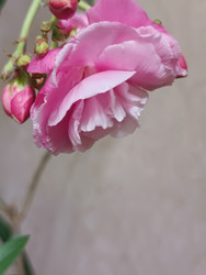 Розовый махровый олеандр (Nerium oleander) с белой каймой на лепестках - Mihail_direct