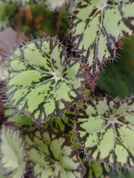 Декоративно-лиственная бегония (Begonia rex) с узорчатыми листьями - Mihail_direct