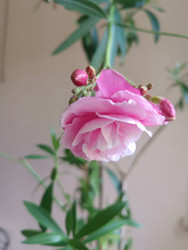 Розовый махровый олеандр (Nerium oleander) без белой каймы - Mihail_direct