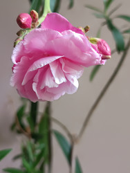 Розовый махровый олеандр (Nerium oleander) с белой каймой на лепестках - Mihail_direct