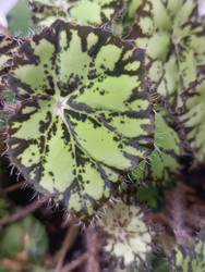 Декоративно-лиственная бегония (Begonia rex) с узорчатым листом - Mihail_direct