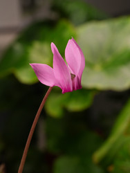 Розовый цикламен на фоне размытых зеленых листьев Cyclamen purpurascens - raregarden