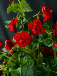 Красные махровые цветы бегонии элатиор среди зеленых листьев - raregarden