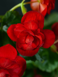 Красные махровые цветы бегонии элатиор среди зеленых листьев - raregarden