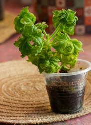 Молодая пеларгония с кудрявыми листьями в прозрачном стакане, Pelargonium graveolens cv  Bontrosai - raregarden