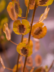 Ветка травянистого растения с сухими семенными коробочками - raregarden
