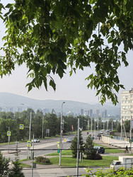 Зеленые листья дерева, дорога с автомобилями, фонарные столбы, здания и горы на заднем плане - Blic