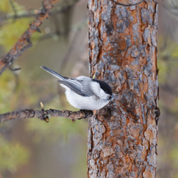 На ветке сосны сидит буроголовая гаичка, или пухляк (Poecile montanus) - AndrewB