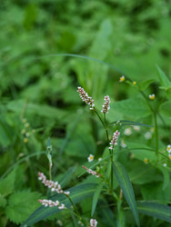 Цветущий горец спорыш с розовыми соцветиями среди летней зелени - raregarden
