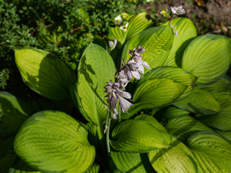 Цветущая хоста с крупными зелеными листьями в саду - raregarden