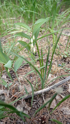 Купена (лат. Polygonatum) - bykgeniy