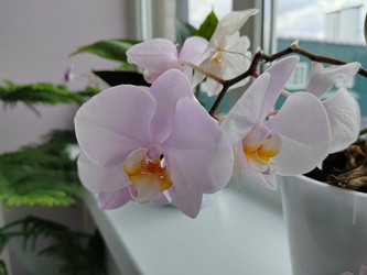 Орхидея Phalaenopsis, multiflora - bykgeniy