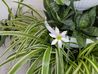 Растение Зефирантес белый Zephyranthes candida, окруженный длинными узкими листьями хлорофитума и сансевиерией на заднем плане - bykgeniy