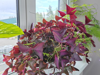 Кислица треугольная (Oxalis triangularis), также известная как «цветок-бабочка» - bykgeniy