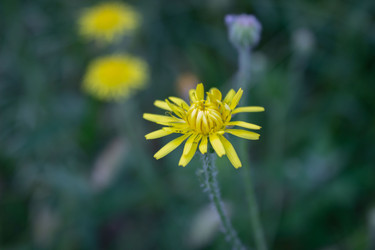 Скерда болотная (Crepis paludosa) - AleksSu