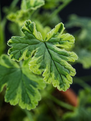Крупный план пестролистных лопастных листьев душистой пеларгонии - raregarden