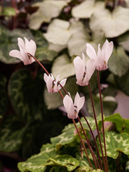 Белый европейский цикламен с мраморными листьями в горшке Cyclamen purpurascens, несколько цветов - raregarden