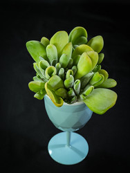 Каланхоэ орикула с мясистыми зелеными листьями в голубом кашпо Kalanchoe lucidae Oricula - raregarden