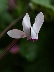 Нежный белый цветок европейского цикламена Alba  на размытом зеленом фоне  Cyclamen purpurascens - raregarden