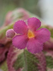 Крупный план ярко-розового цветка эписции с желтым центром. Episcia Pink Dream - raregarden