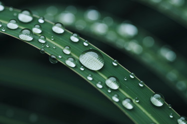 Зеленый лист с капельками воды для брендинга nature wellness - Mediaphotos