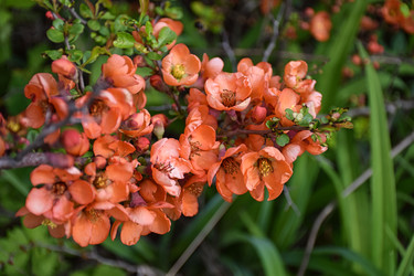Хеномелес японский, или айва японская (Chaenomeles japonica) - Sveetlana