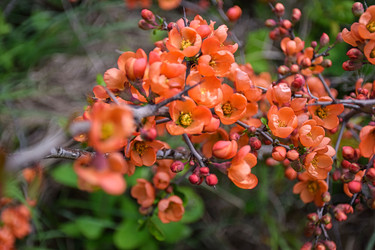 Хеномелес японский, или айва японская (Chaenomeles japonica) - Sveetlana