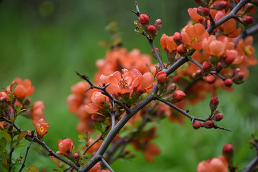 Хеномелес японский, или айва японская (Chaenomeles japonica) - Sveetlana