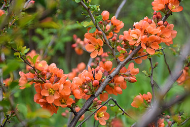 Хеномелес японский, или айва японская (Chaenomeles japonica) - Sveetlana