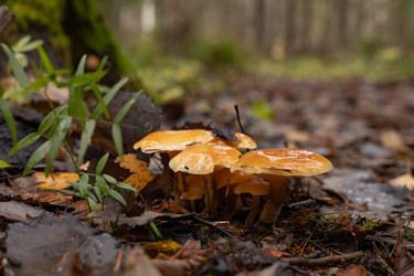 Грибы зимние опята (Flammulina velutipes) растущие на стволе дерева поросшего зеленым мхом - Oksana Shvedkova