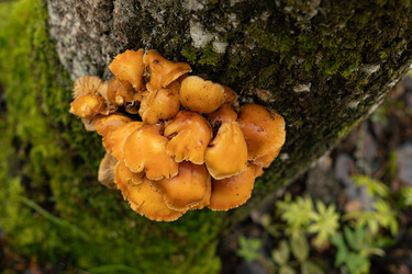 Грибы зимние опята (Flammulina velutipes) растущие на стволе дерева поросшего зеленым мхом - Oksana Shvedkova