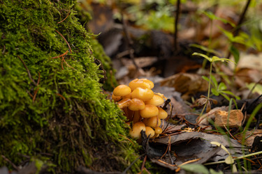 Грибы зимние опята (Flammulina velutipes) растущие на стволе дерева поросшего зеленым мхом - Oksana Shvedkova