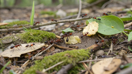 Муравьи совместно переносят пищу в лесу. Генеративный искусственный интеллект - RomanZ