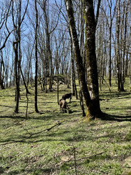 Горные коровы пасутся на поляне в лесу весной, Воронцовские пещеры, Сочи - OlgaK