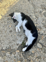 Кот, который лежит на асфальте и позирует фотографу - OlgaK